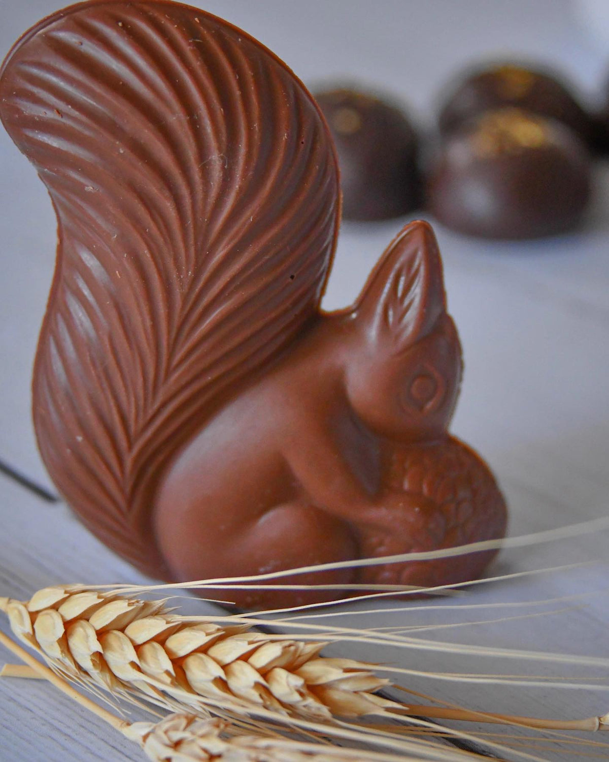 Harvest Chocolate Squirrel